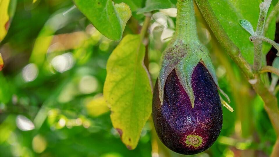 eggplant-3705548_960_720|12538_modal